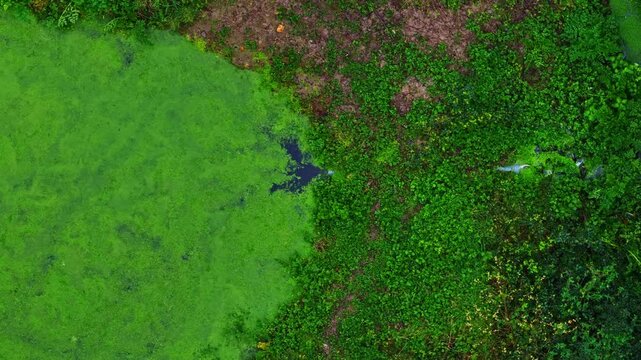 Smooth aerial top down flyover revealing a large wastewater treatment pond from chemical plant overtaken by thick green moss and algae bloom amid yellow vegetation edges