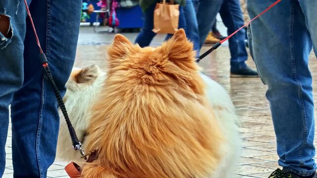 Dogs on leashes, Krakow street, people walk, urban pet life, relaxed scene