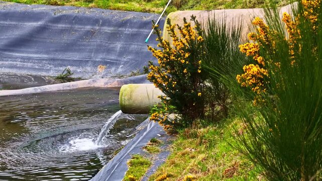 Detailed shot of concrete wastewater discharge pipe pouring water into a black lined treatment pond amid vibrant yellow gorse bushes and lush green grass vegetation