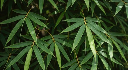 Fototapeta premium Close-up of Lush Green Bamboo Leaves.