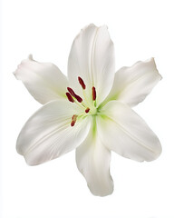 Obraz premium white lily botanical photography