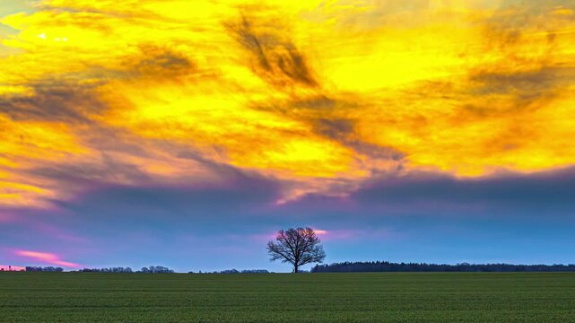 Lone tree under vibrant sunset sky in tranquil field timelapse