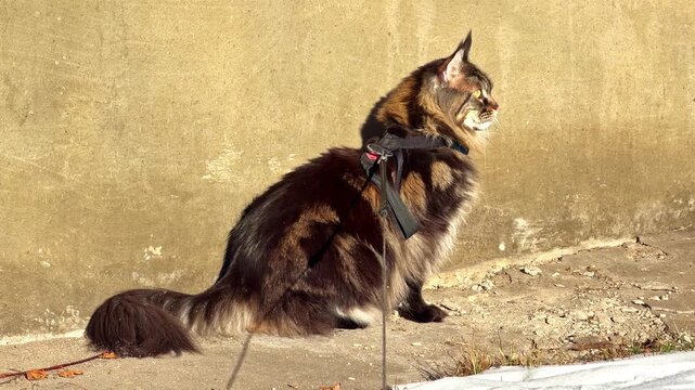 Long haired cat wearing harness sitting outdoors in sunlight