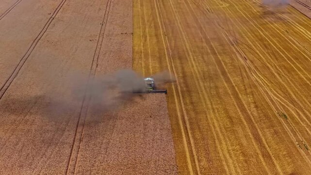 Combine harvester cutting golden grain field with dust cloud in summer, aerial