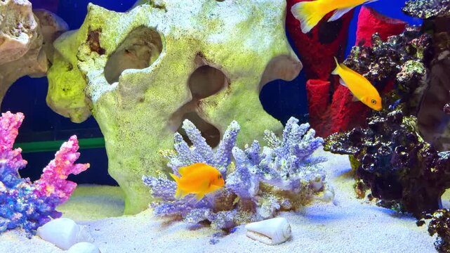 Bright orange cichlid fish swimming among colorful coral decorations, porous rocks and white sand in vibrant blue freshwater aquarium tank