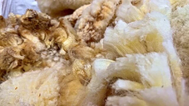 Close-up of raw wool fibers showing texture and natural color outdoors