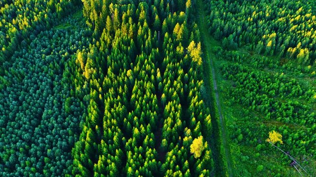 High-angle aerial of a dense forest coniferous tree base of wind farm under construction