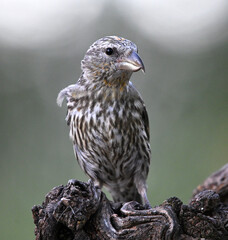 Obraz premium a brightly colores crossbill perched on a rock
