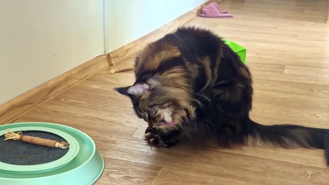 Fluffy tabby cat sitting on wooden floor near toy