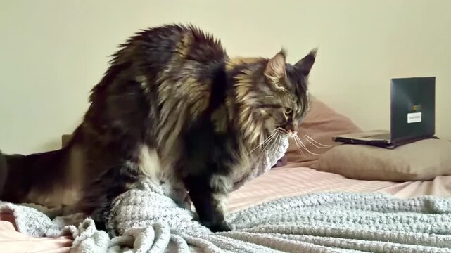 Fluffy cat kneads blanket on a cozy bed indoors, creating comfort