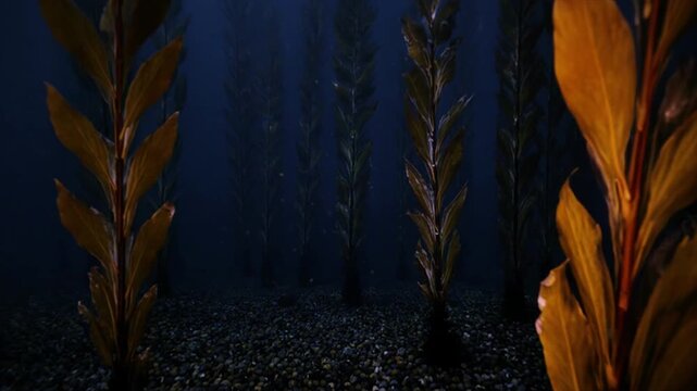 夕暮れケルプフォレスト一人称視点 薄暗い水中を潜行するドラマチック映像