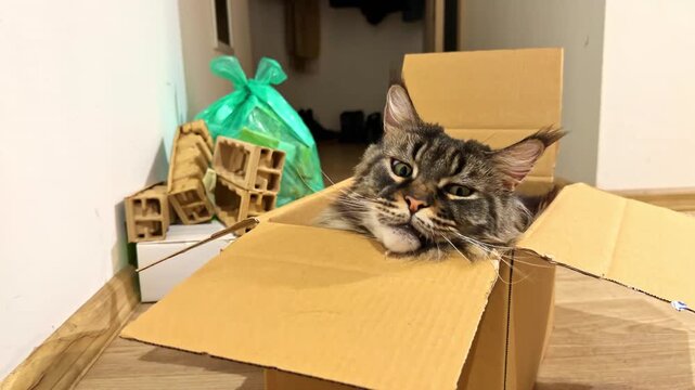 Tabby cat resting inside cardboard box in indoor room