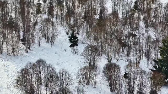 Roe deer wildlife natural habitat forest in the winter, aerial drone wild animals nature