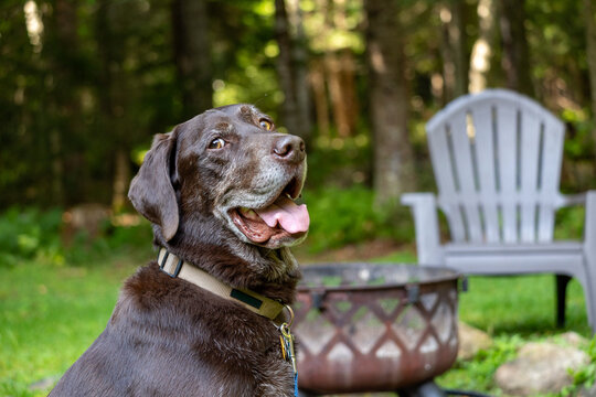 Chocolate lab sitting by a firepit with a goofy grin