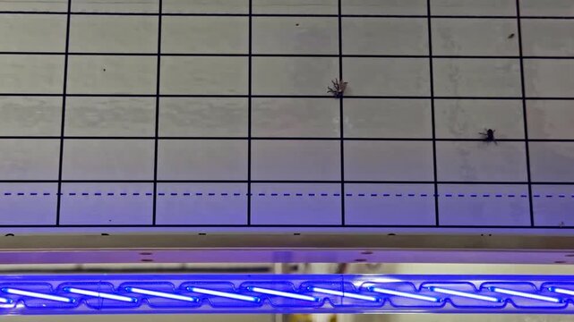 Insects trapped on grid panel above blue ultraviolet light fixture, slow pan left handheld