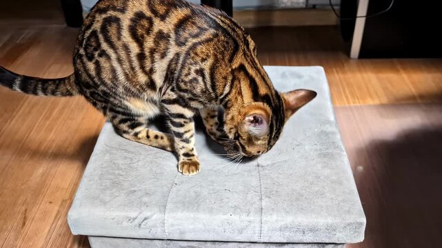 Bengal cat plays with a pine cone on a rug in warm sunlight, batting and biting the natural toy during an adorable indoor pet moment.