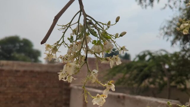 Moringa Blossoms on Branch Tree 4k video