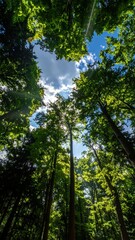 Fototapeta premium Looking up at the vibrant green canopy of tall trees with sunlight filtering through the leaves and a bright blue sky above.