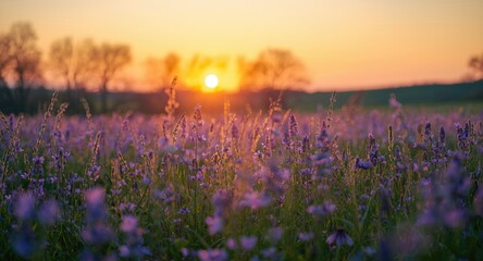 Naklejka premium Spring rural scenery focusing on a flowering purple meadow during sunrise hours