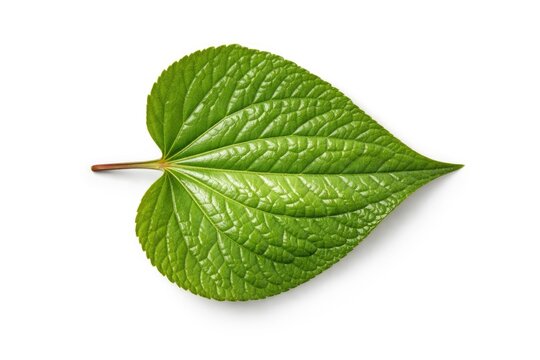Single Plu Kaow leaf isolated on white background with top down horizontal view