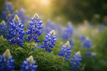 Obraz premium Vibrant bluebonnet flowers blooming with blurred natural background and copy space