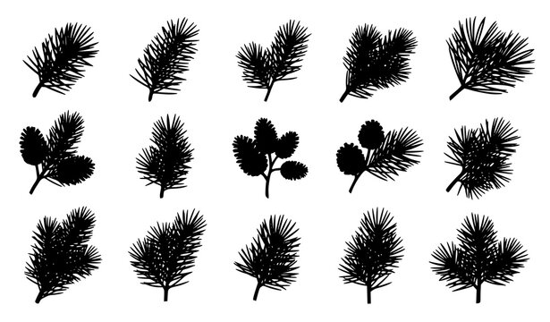 Pine branch silhouette set with pine cones and needles in black botanical vector illustration