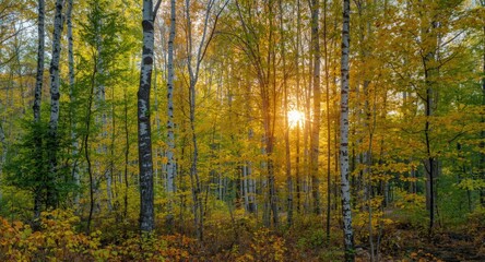 Obraz premium Vibrant summer forest panorama with lush birch trees under glowing sunlight
