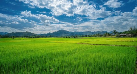 Obraz premium Verdant rice paddies illuminated by strong daylight under a sky filled with textured cumulus clouds and soft hills