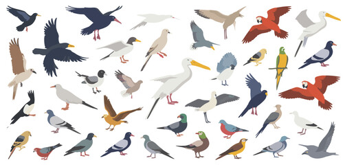 Fototapeta premium Diverse Assortment of Colorful Bird Illustrations animal