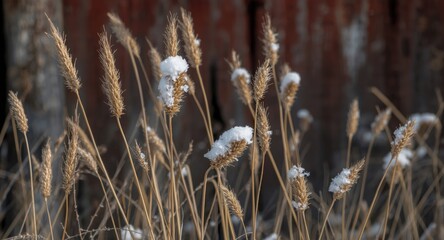 Fototapeta premium Seasonal natural textures of snow capped winter seed heads with rustic barn background