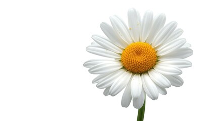 Fototapeta premium Watercolor depiction of chamomile blossom with white negative space for scrapbooking and print projects