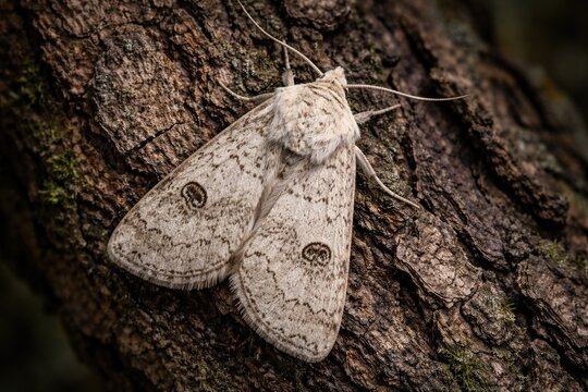 Detailed close up of a pale Apamea crenata moth resting on textured tree bark