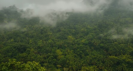 Obraz premium Lush tropical forest with dense foliage absorbing carbon dioxide in a misty mountain environment
