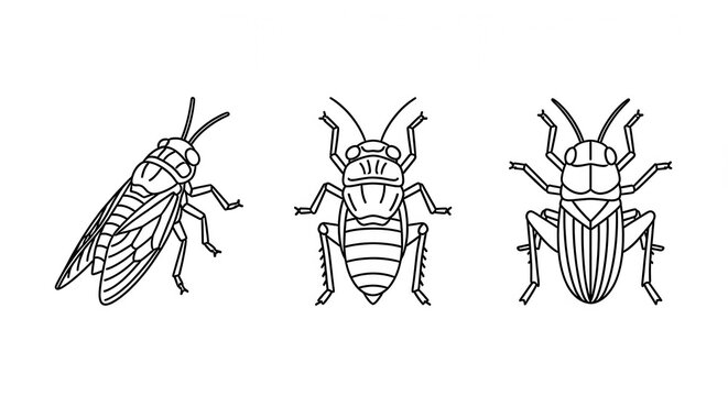 Collection of Three Insect Illustrations: Cicada, Bug, and Beetle Line Drawings