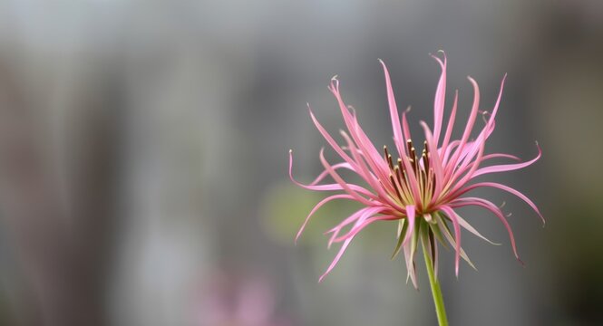 Spider flower cleome spinosa bloom set against blurred backdrop