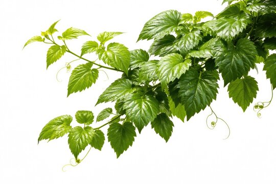 Close up of a lush Cissus plant branch with vibrant leaves on a white studio background