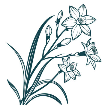 paperwhite with leaves