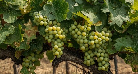 Fototapeta premium Green wine grapes ripening on vines surrounded by moldy foliage in vineyard setting