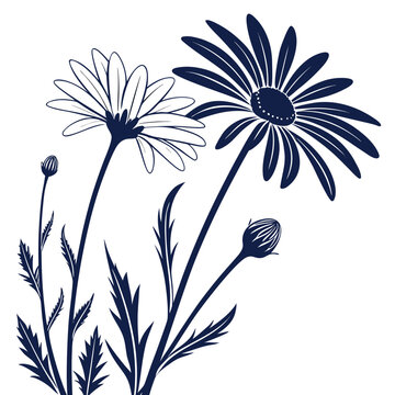 oxeye daisy silhouette on white background
