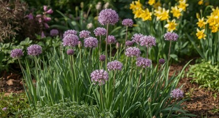 Obraz premium Purple allium flower bulbs thriving and blooming in garden border