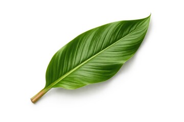 Obraz premium Galanga Leaf Isolated on White Background with Natural Texture