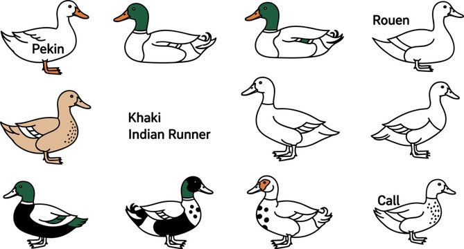 Set of 10 Flat Minimalist Line Icons Featuring Various Duck Breeds: Pekin, Rouen, Khaki, Indian Runner, and Call Ducks, Ideal for Animal and Nature Design