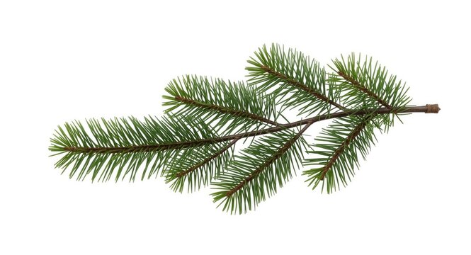 Swiss stone pine branch shown isolated with high contrast on white background