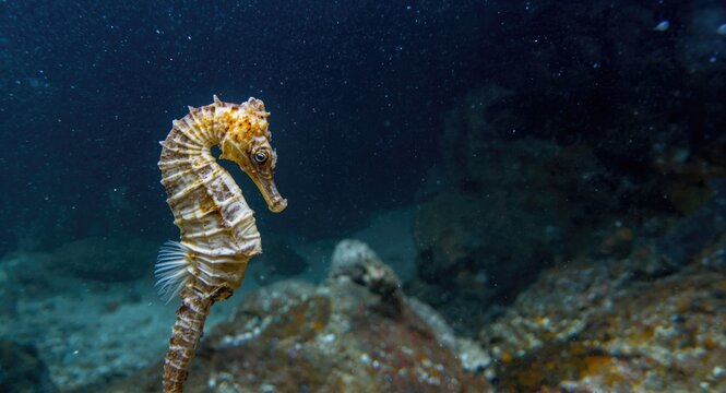 Plastic pollution endangering marine seahorse underwater