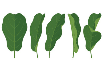 Vector illustration set of leaves and tropical houseplants isolated on white. © Hand of Art