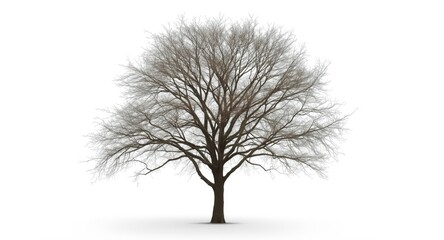 Obraz premium tree with visible branches isolated on a subtle white background offering copy space