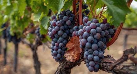 Fototapeta premium Nebbiolo grapes ripening fully on vineyard shoots before autumn collection