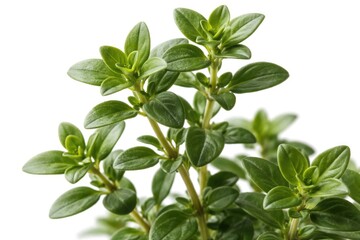 Fototapeta premium Close-up view of fresh green thyme herb leaves on a clean white backdrop