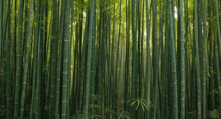 Fototapeta premium Tall bamboo plantation presenting clustered straight trunks and vibrant leaves
