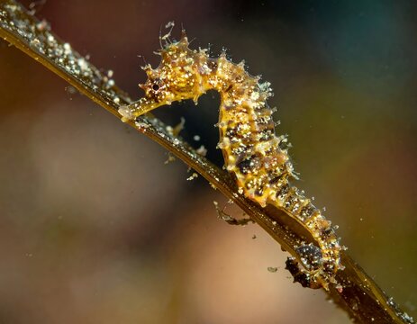 Pygmy Seahorse on Seagrass Blade Underwater.
